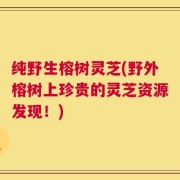 纯野生榕树灵芝(野外榕树上珍贵的灵芝资源发现！)