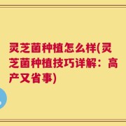 灵芝菌种植怎么样(灵芝菌种植技巧详解：高产又省事)