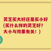 灵芝买大好还是买小好(买什么样的灵芝好？大小与效果有关！)