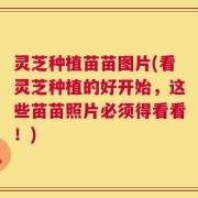 灵芝种植苗苗图片(看灵芝种植的好开始，这些苗苗照片必须得看看！)