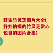 野生竹灵芝图片大全(野外拍摄的竹灵芝赏心悦目的图片合集)
