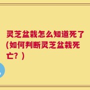 灵芝盆栽怎么知道死了(如何判断灵芝盆栽死亡？)