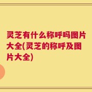 灵芝有什么称呼吗图片大全(灵芝的称呼及图片大全)