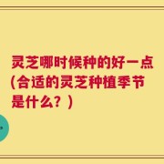 灵芝哪时候种的好一点(合适的灵芝种植季节是什么？)