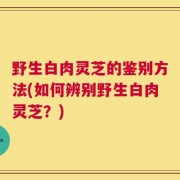 野生白肉灵芝的鉴别方法(如何辨别野生白肉灵芝？)