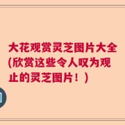 大花观赏灵芝图片大全(欣赏这些令人叹为观止的灵芝图片！)