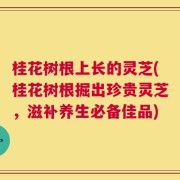 桂花树根上长的灵芝(桂花树根掘出珍贵灵芝，滋补养生必备佳品)
