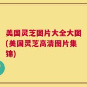 美国灵芝图片大全大图(美国灵芝高清图片集锦)