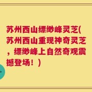苏州西山缥缈峰灵芝(苏州西山重现神奇灵芝，缥缈峰上自然奇观震撼登场！)
