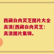 西藏白肉灵芝图片大全高清(西藏白肉灵芝：高清图片集锦。