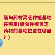 缅甸药材灵芝种植基地在哪里(缅甸种植灵芝药材的基地位置在哪里？)