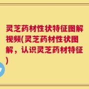 灵芝药材性状特征图解视频(灵芝药材性状图解，认识灵芝药材特征)