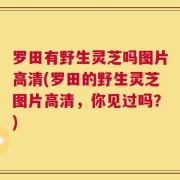 罗田有野生灵芝吗图片高清(罗田的野生灵芝图片高清，你见过吗？)