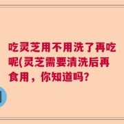 吃灵芝用不用洗了再吃呢(灵芝需要清洗后再食用，你知道吗？