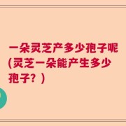 一朵灵芝产多少孢子呢(灵芝一朵能产生多少孢子？)