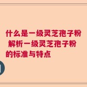 什么是一级灵芝孢子粉 解析一级灵芝孢子粉的标准与特点