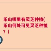 乐山哪里有灵芝种植(乐山何处可见灵芝种植？)
