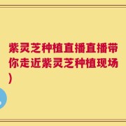 紫灵芝种植直播直播带你走近紫灵芝种植现场)