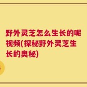 野外灵芝怎么生长的呢视频(探秘野外灵芝生长的奥秘)