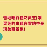 雪地喂白狐叼灵芝(喂灵芝的白狐在雪地中呈现美丽景象)