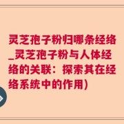 灵芝孢子粉归哪条经络_灵芝孢子粉与人体经络的关联：探索其在经络系统中的作用)