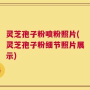 灵芝孢子粉喷粉照片(灵芝孢子粉细节照片展示)