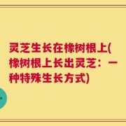 灵芝生长在橡树根上(橡树根上长出灵芝：一种特殊生长方式)
