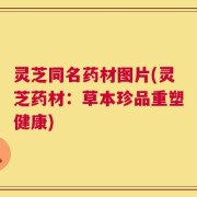 灵芝同名药材图片(灵芝药材：草本珍品重塑健康)