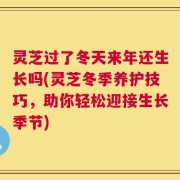 灵芝过了冬天来年还生长吗(灵芝冬季养护技巧，助你轻松迎接生长季节)