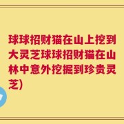 球球招财猫在山上挖到大灵芝球球招财猫在山林中意外挖掘到珍贵灵芝)