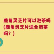 鹿角灵芝片可以泡茶吗(鹿角灵芝片适合泡茶吗？)