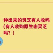 种出来的灵芝有人收吗(有人收购原生态灵芝吗？)