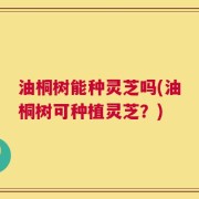 油桐树能种灵芝吗(油桐树可种植灵芝？)
