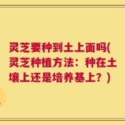 灵芝要种到土上面吗(灵芝种植方法：种在土壤上还是培养基上？)