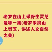 老罗在山上采野生灵芝是哪一集(老罗采摘山上灵芝，讲述人文自然之美)