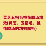灵芝五指毛桃花胶汤功效(灵芝、五指毛、桃花胶汤的功效解析)