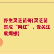 野生灵芝苗哥(灵芝苗哥成“网红”，受关注度爆棚)