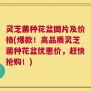 灵芝菌种花盆图片及价格(爆款！高品质灵芝菌种花盆优惠价，赶快抢购！)