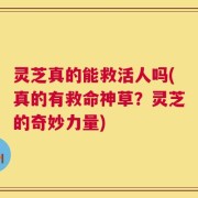 灵芝真的能救活人吗(真的有救命神草？灵芝的奇妙力量)