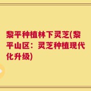 黎平种植林下灵芝(黎平山区：灵芝种植现代化升级)