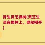 野生灵芝枫树(灵芝生长在枫树上，奥秘揭开)