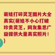 萌娃打碎灵芝图片大全真实(萌娃不小心打破珍贵灵芝，网友集思广益提供大量真实照片！)