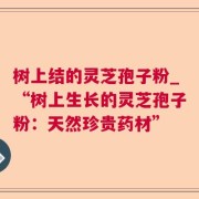 树上结的灵芝孢子粉_“树上生长的灵芝孢子粉：天然珍贵药材”