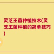 灵芝王菌种植技术(灵芝王菌种植的简单技巧)