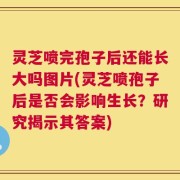 灵芝喷完孢子后还能长大吗图片(灵芝喷孢子后是否会影响生长？研究揭示其答案)
