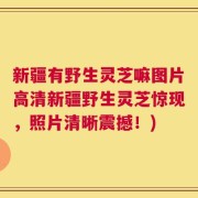 新疆有野生灵芝嘛图片高清新疆野生灵芝惊现，照片清晰震撼！)