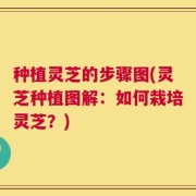 种植灵芝的步骤图(灵芝种植图解：如何栽培灵芝？)