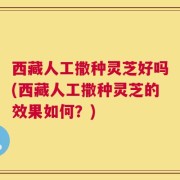 西藏人工撒种灵芝好吗(西藏人工撒种灵芝的效果如何？)