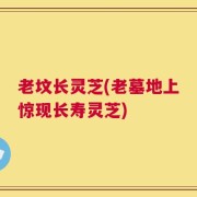 老坟长灵芝(老墓地上惊现长寿灵芝)