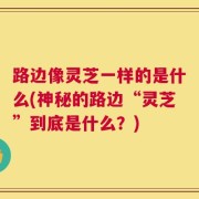 路边像灵芝一样的是什么(神秘的路边“灵芝”到底是什么？)